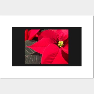 Red Poinsettia celebrating a Joyous Merry Christmas Posters and Art